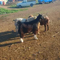 دو راس بز چپر|حیوانات مزرعه|دزفول, |دیوار