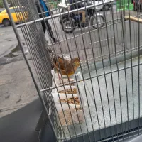 سهره قناری رنگ سرخ|پرنده|تهران, فلسطین (میدان انقلاب)|دیوار