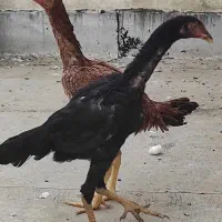 دوعدد مرغ لاری تاج مهر 4 ماهه