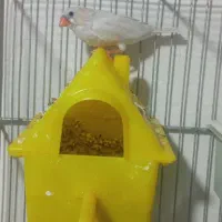 فنچ تعداد 6 عدد