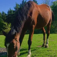 اسب مادیان با کورع یابو|اسب و تجهیزات اسبسواری|گرگان, |دیوار