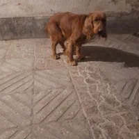 ۶عدد سگ|سگ|تهران, اقدسیه|دیوار