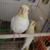 جفت عروس هلندی ، دستی ، جوجه بزرگ کن