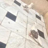 کبوتر پشتار سرور