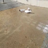 با سلام چندجوفت شونی دوم سفید کلی ودومی