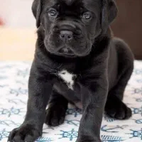 فروش سگ ژرمن روتوایلر مالینیوز گلدن چاوچاو الابای|سگ|تهران, درکه|دیوار