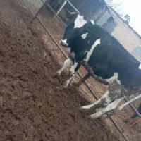 تلیسه آماده تلقیح