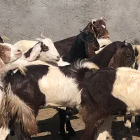 20راس چپش پاکستانی جنس یک(میش بره بزغاله گوسفند)|حیوانات مزرعه|قم, آرامستان بهشت معصومه|دیوار