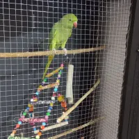 باسلام ماده طوطی فروشی