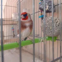 سهره نر|پرنده|خمینی‌شهر, |دیوار