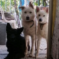 سگ ژرمن وایت