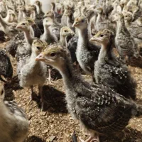 جوجه بوقلمون 20 روزه|حیوانات مزرعه|گنبد کاووس, |دیوار