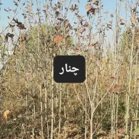 کشت بافت و اصلاح شده|خدمات باغبانی و درختکاری|سیرجان, |دیوار