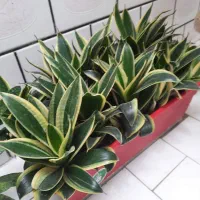 گل سانسوریابلک گلد،کاملاخانگی|گل و گیاه طبیعی|اندیمشک, |دیوار