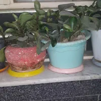 قاشقی|گل و گیاه طبیعی|زاهدان, |دیوار
