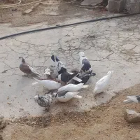 کفتر|پرنده|بجنورد, |دیوار