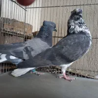 کبوترروبه راه وپرشی|پرنده|کاشان, فین کوچک|دیوار