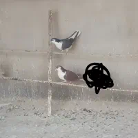 کفتر نقش. و پرشی|پرنده|یزد, |دیوار