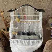 طوطی برزیلی ماده|پرنده|کرج, ساماندهی|دیوار