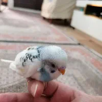 جوجه مرغ عشق