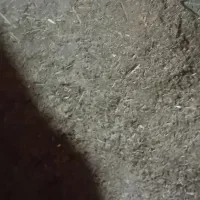 کاه نی شکر عالی