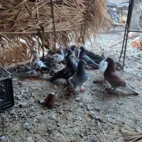 ۹ عدد کفتر کبوتر نرو ماده|پرنده|کهنوج, |دیوار