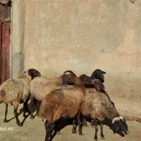 ۸رس میش ابستن داشتی|حیوانات مزرعه|خنداب, |دیوار