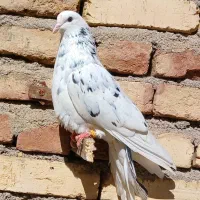 کفتر|پرنده|سراب, |دیوار
