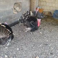 غاز و قو غاز و بوقلمون|حیوانات مزرعه|یاسوج, |دیوار