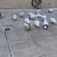 طوقی|پرنده|همدان, |دیوار