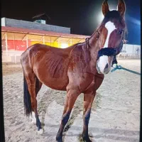 فروش اسب کلاسی