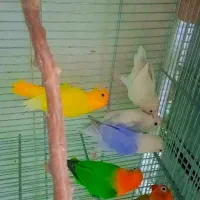 عروس هلندی مرغ عشق فنچ گرینچیک