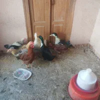 خروس واردک
