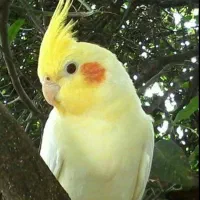 عروس هلندی در صورت نیاز باشماره