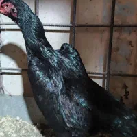 لاری|حیوانات مزرعه|رشت, سعدی (تختی)|دیوار