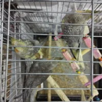 عروس هلندی قیمت مقطود|پرنده|کرج, خلج آباد|دیوار