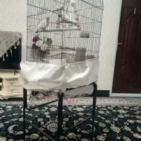 عروس هلندی|پرنده|کوهدشت, |دیوار