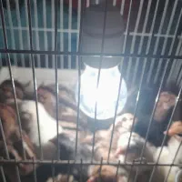 ج و ج محل ی خالص