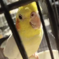 پرنده ،طوطی عروس،هلندی ، آلبینو و لوتینو ،جفت|پرنده|قم, شهر قائم|دیوار