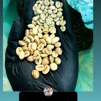 برشته کاری و فروش عمده قهوه