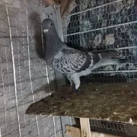 جوجه کفتر آلمانی