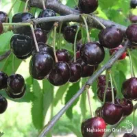 فروش نهال از خود خزانه بدون واسطه|خدمات باغبانی و درختکاری|دوگنبدان, |دیوار