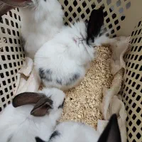 خرگوش کوچولو|موش و خرگوش|گلپایگان, |دیوار