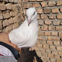 کبوتر|پرنده|اراک, |دیوار