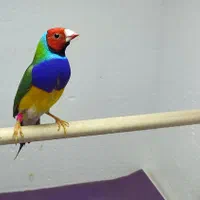 فنچ گلدین
