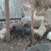 مرغ تخمگذار