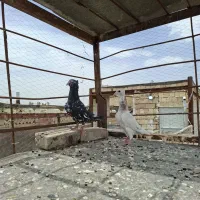 کفتر سار کاکلی
