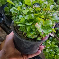 سبزه بهار نارنج فقط65