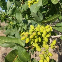 ویلا باغ پسته ۱۴ ساله بارده در یامچی مرند