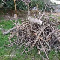 چوب کیوی مخصوص زغال گیری